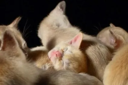 сплячі коти