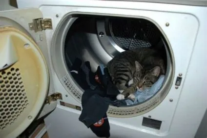 сплячі коти
