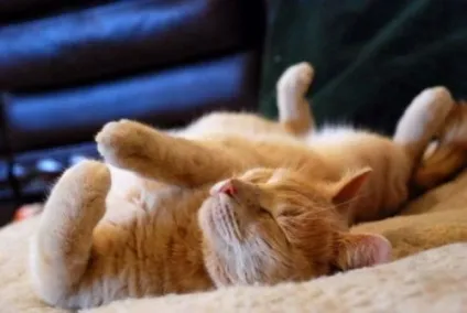 сплячі коти