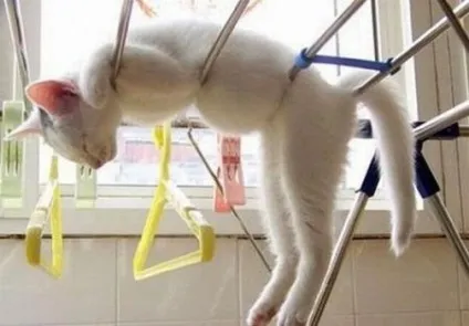 сплячі коти