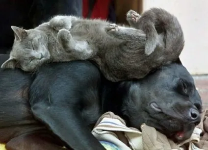 сплячі коти