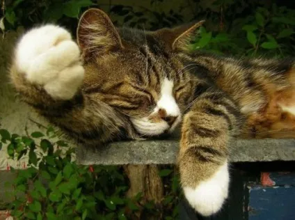 сплячі коти