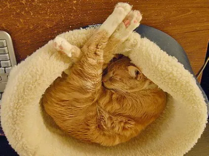 сплячі коти