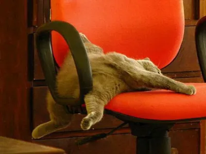 сплячі коти