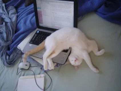 сплячі коти
