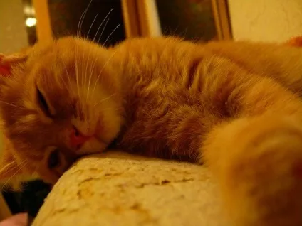 сплячі коти