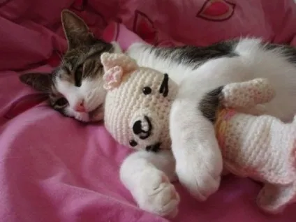 сплячі коти