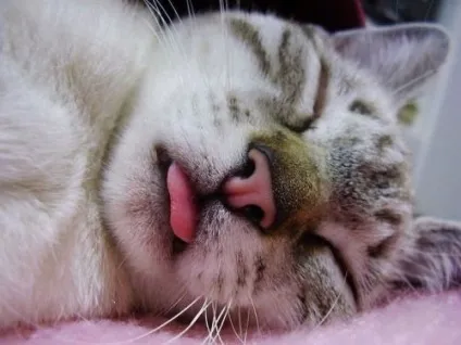 сплячі коти