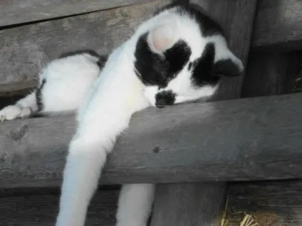 сплячі коти