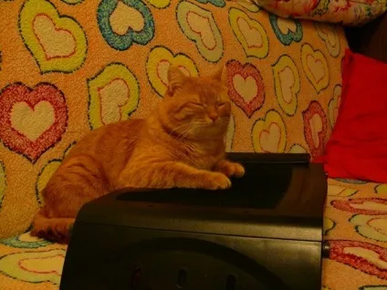 сплячі коти
