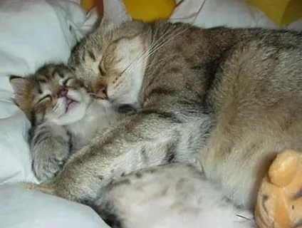 сплячі коти