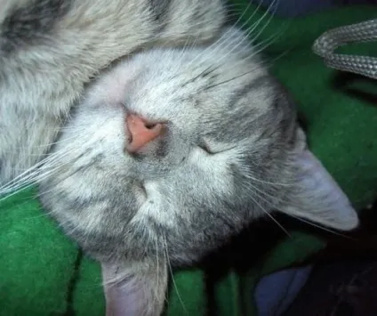 сплячі коти