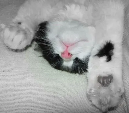 сплячі коти