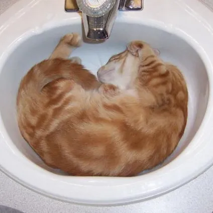 сплячі коти