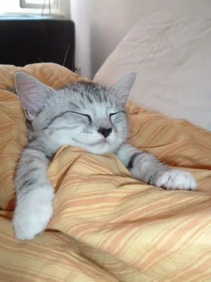 сплячі коти