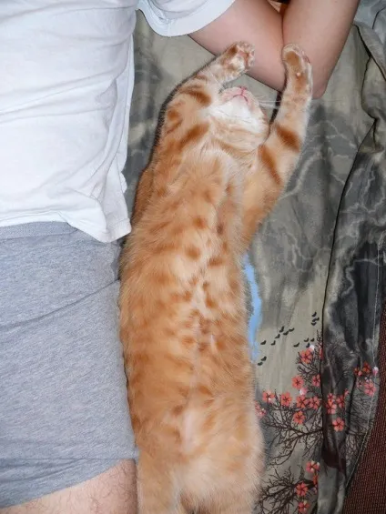 сплячі коти