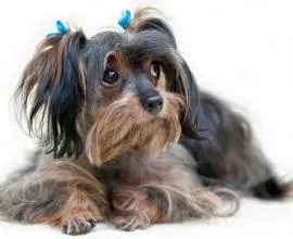 Стоматит у собак причини, симптоми і лікування (лікування) Стоматит у собак причини, симптоми і лікування