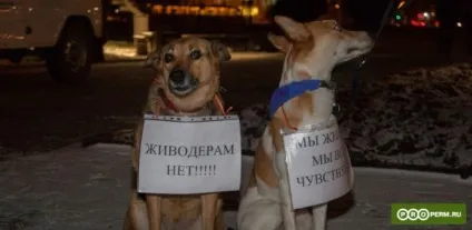 Стаття - винищення бродячих собак