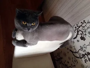 Стрижка кішок і котів