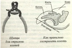 Стрижка кігтів у собак
