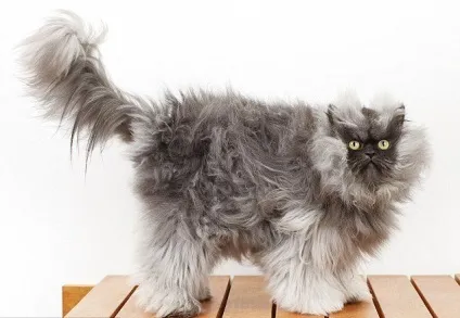 Стрижка кішок і котів