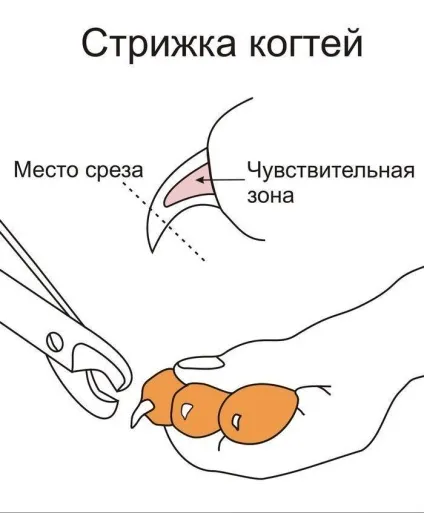 Стригти або не стригти кішці кігті як підстригати кігті