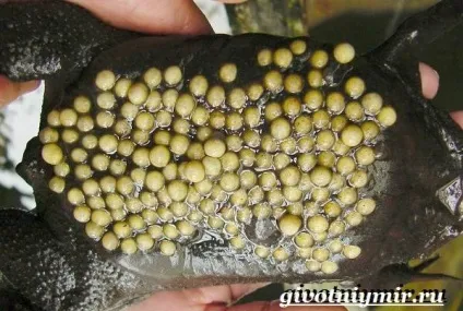 Піпа звичайна жаба