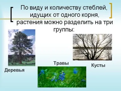 Подібність і відмінність між деревами, кущами, трав'янистими рослинами (рослини) Подібність і відмінність між деревами, кущами, трав'янистими рослинами