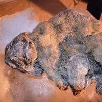 Театр петрушки історія віртуальна школа Бакай