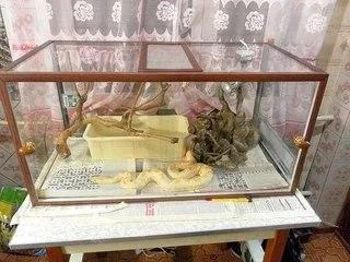 Тераріум для змій інтер'єр з повзучими вихованцями, дизайн інтер'єру (тераріум) Тераріум для змій інтер'єр з повзучими вихованцями, дизайн інтер'єру