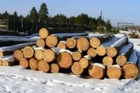 Точковка (точкованіе) круглого лісу
