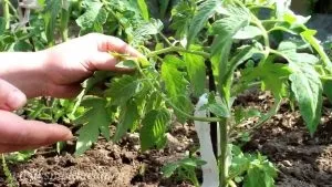 Томат - де баран - різновиди, відгуки та фото помідор (томат) Томат - де баран - різновиди, відгуки та фото помідор