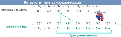 Типи мутацій та їх характеристика