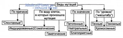 Типи мутацій та їх характеристика