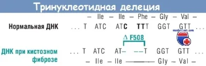 Типи мутацій та їх характеристика