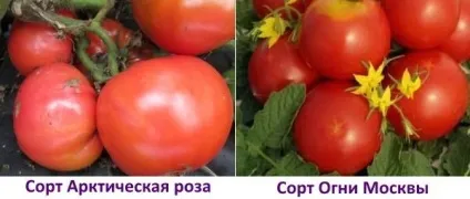Томати сорти стійкі до фітофтори, вирости сад!