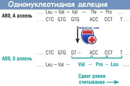 Типи мутацій та їх характеристика