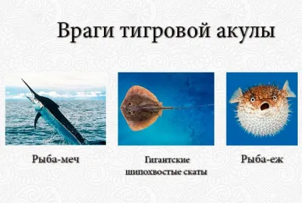 Тигрова акула - фото, опис, ареал проживання, харчування, вороги