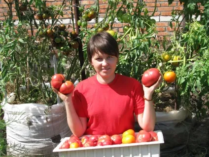 Томат дика троянда відгуки городників фото з описом, сорт помідорів і його характеристика (городників) Томат дика троянда відгуки городників фото з описом, сорт помідорів і його характеристика