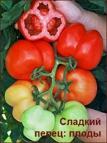 Томатні овочі, які овочі до них відносяться (томатні) Томатні овочі, які овочі до них відносяться