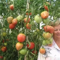 Томат Мазаріні опис, відгуки, характеристика, фото (характеристика) Томат Мазаріні опис, відгуки, характеристика, фото