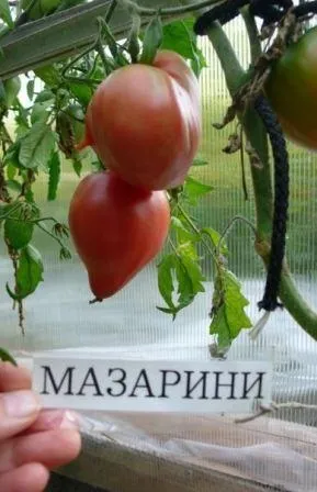 Томат Мазаріні відгуки фото, вирощування і догляд (фото) Томат Мазаріні відгуки фото, вирощування і догляд