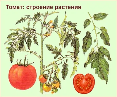 Томатні овочі, які овочі до них відносяться (томатні) Томатні овочі, які овочі до них відносяться