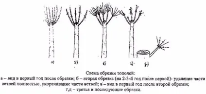 Тополя пірамідальна посадка і догляд, розмноження (опис і фото) (тополя) Тополя пірамідальна посадка і догляд, розмноження (опис і фото)