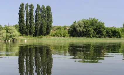 Тополя пірамідальна посадка і догляд, розмноження (опис і фото) (тополя пірамідальна) Тополя пірамідальна посадка і догляд, розмноження (опис і фото)
