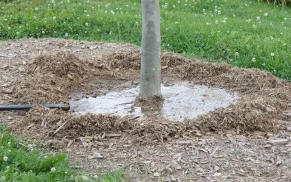 Тополя пірамідальна посадка і догляд, розмноження (опис і фото) (тополя пірамідальна посадка і догляд) Тополя пірамідальна посадка і догляд, розмноження (опис і фото)