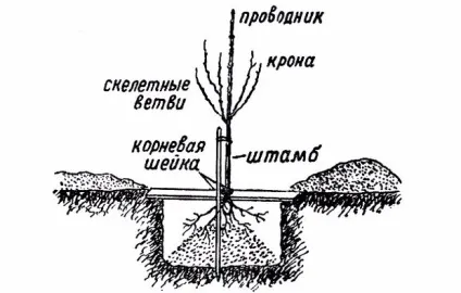 Тополя пірамідальна посадка і догляд, розмноження (опис і фото) (тополя пірамідальна посадка і догляд) Тополя пірамідальна посадка і догляд, розмноження (опис і фото)