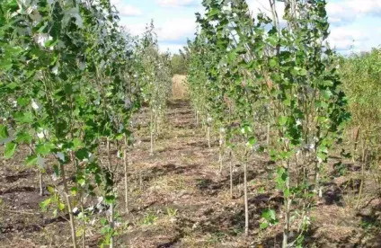 Тополя пірамідальна посадка і догляд, розмноження (опис і фото) (тополя пірамідальна) Тополя пірамідальна посадка і догляд, розмноження (опис і фото)