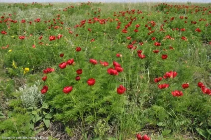 Той самий аленький квіточку