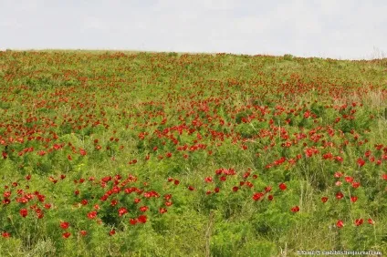 Той самий аленький квіточку